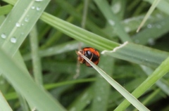 Coelophora bissellata