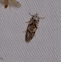 Oxythecta hieroglyphica