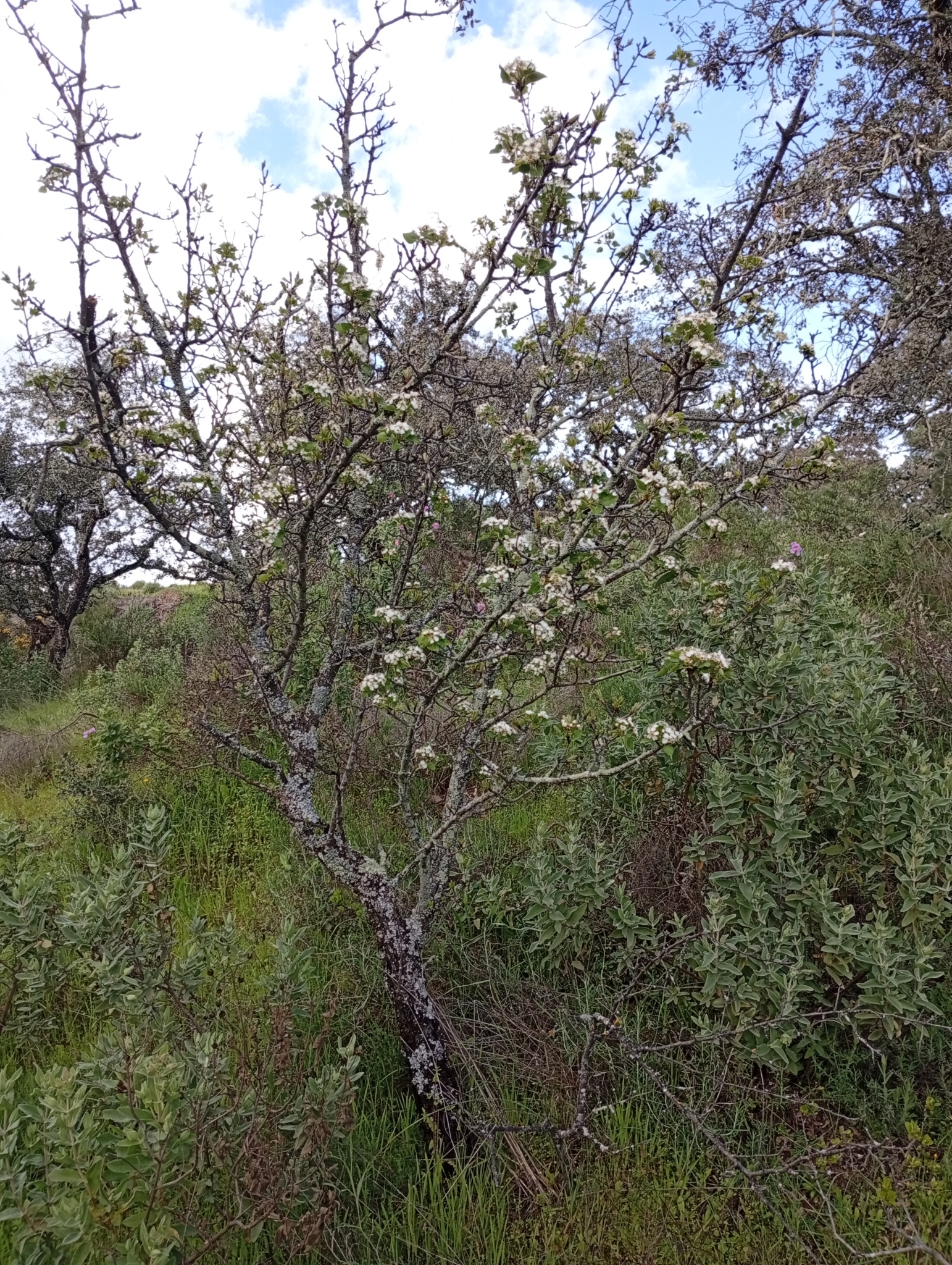 Imagem de Pera-do-campo