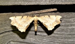 Artiora evonymaria