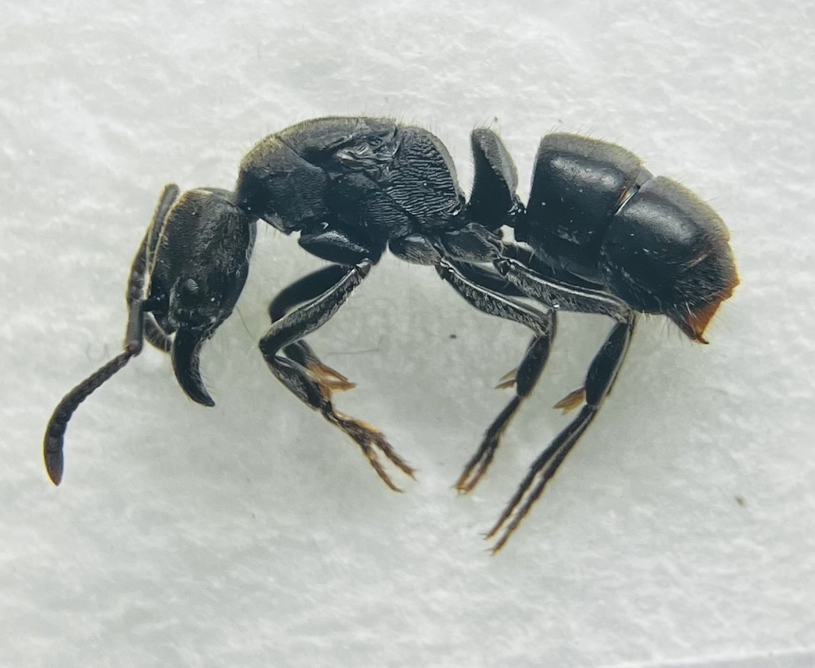 Ectomomyrmex horni