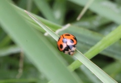 Coelophora bissellata