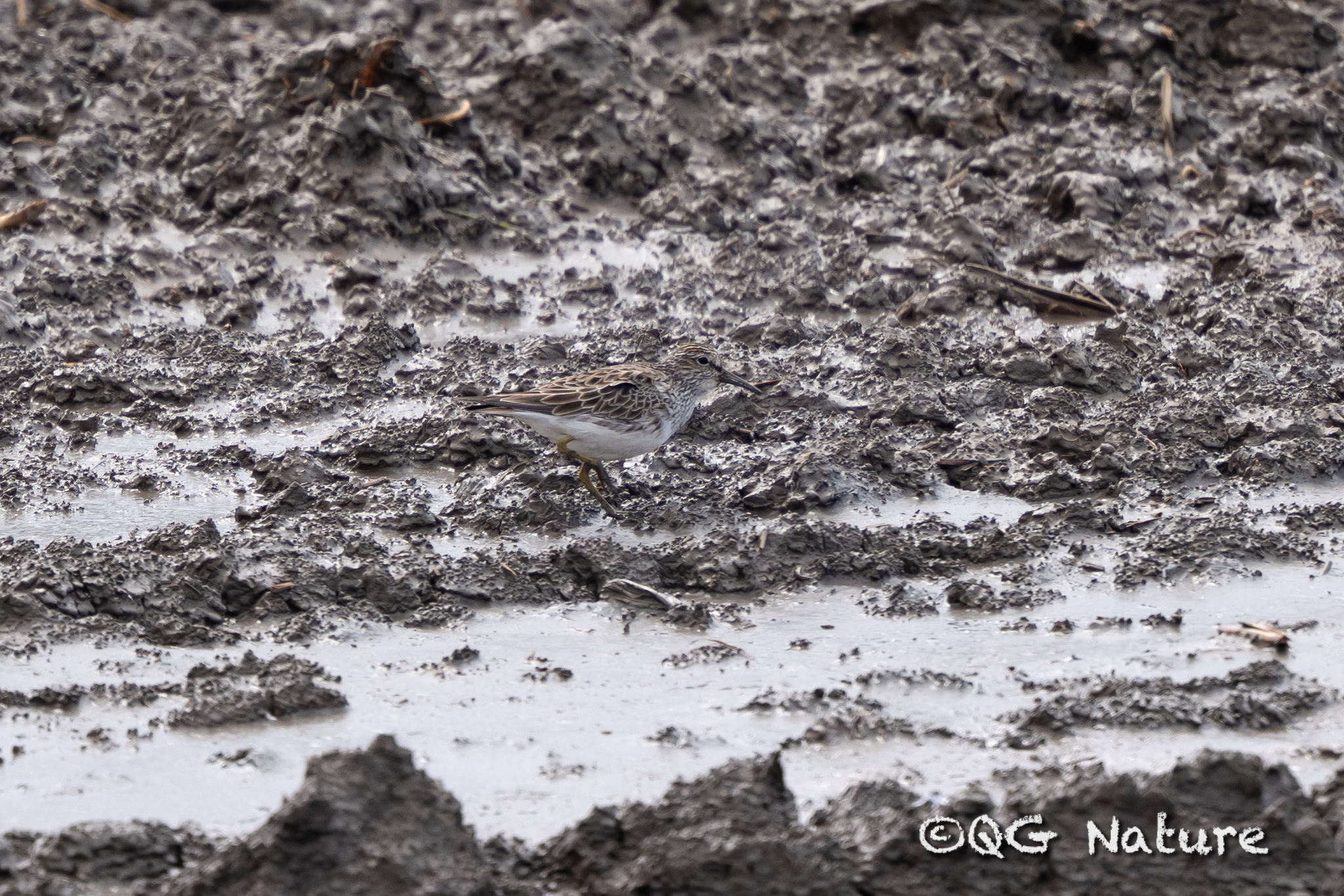 Pectoral Sandpiper