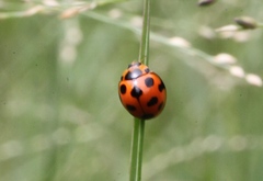 Coelophora bissellata