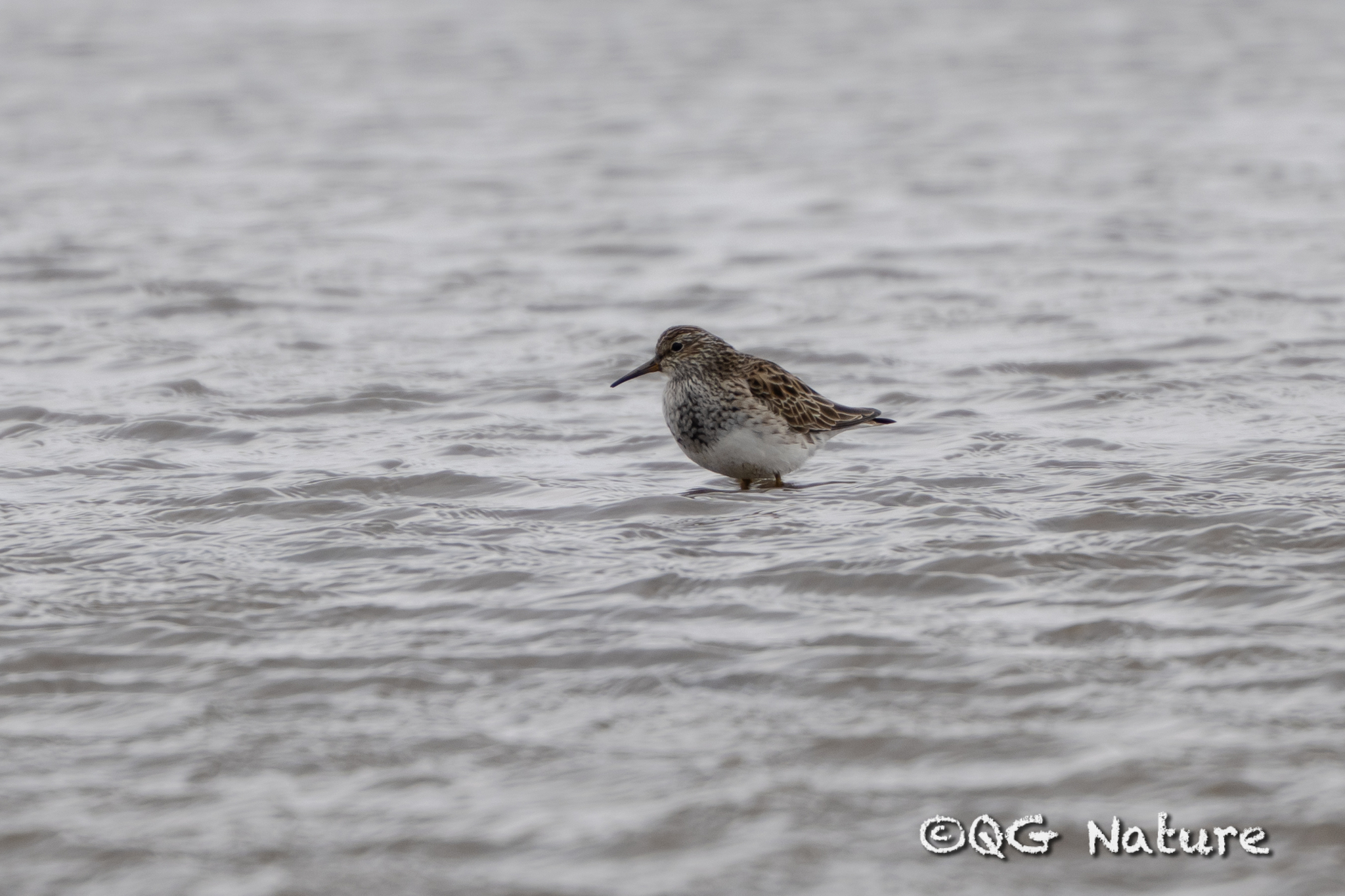 Pectoral Sandpiper