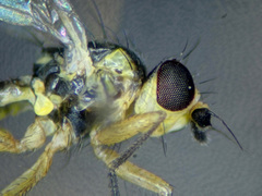 Cerodontha denticornis