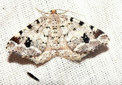Macaria pinistrobata