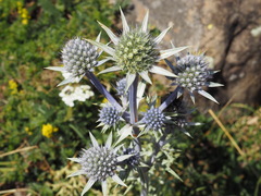 Eryngium bourgatii