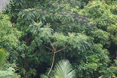 Rhus taitensis