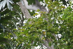 Gyrocarpus americanus