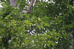 Gyrocarpus americanus