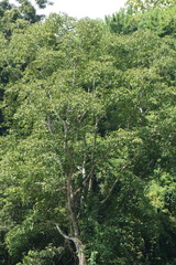 Gyrocarpus americanus