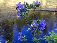Polemonium occidentale