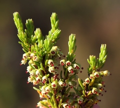 Erica coarctata
