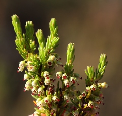 Erica coarctata