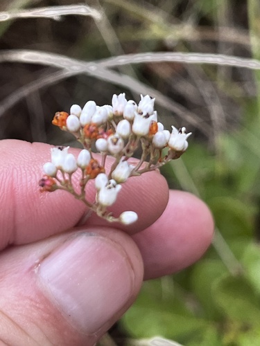 Crassula tetragona