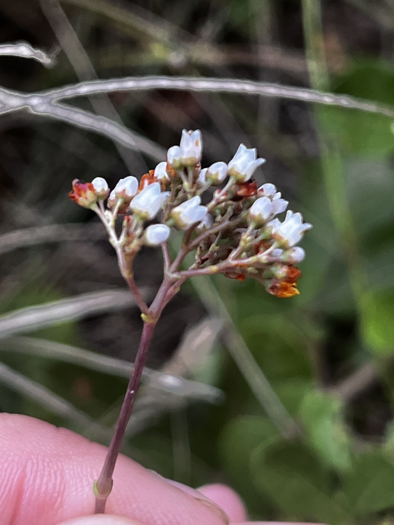 Sedum tetragonum (L.) Kuntze 2