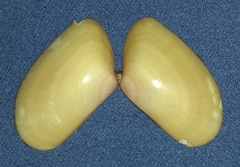 Donax trunculus image