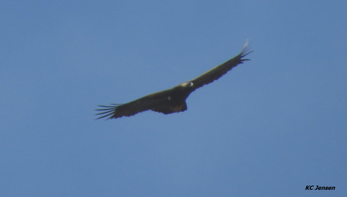 Golden Eagle photographed in South Dakota