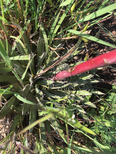Agave polianthiflora