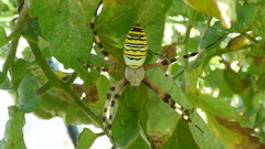 Argiope bruennichi