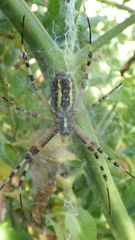 Argiope bruennichi