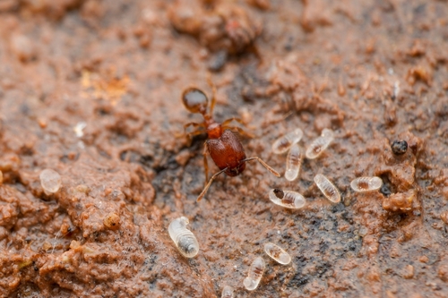 Pheidole butteliPheidole butteli