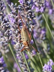 Ephippiger provincialis