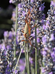 Ephippiger provincialis