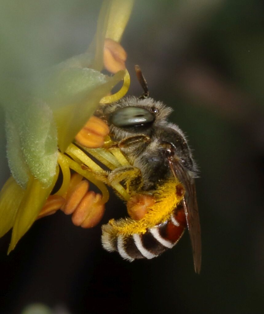 Meliturgula haematospila