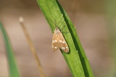 Dysauxes punctata