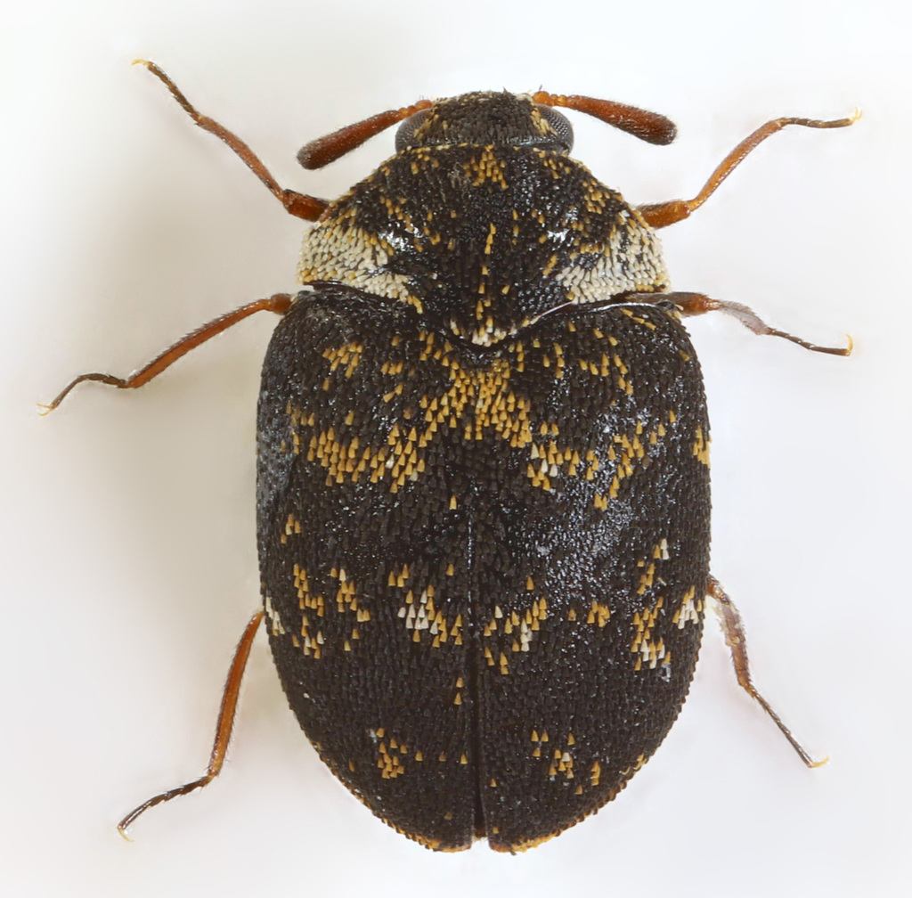 carpet beetle