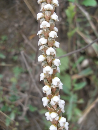 Image of Aa achalensis by (c) Lucas Carbone, some rights reserved (CC BY)