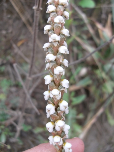 Image of Aa achalensis by (c) Lucas Carbone, some rights reserved (CC BY)