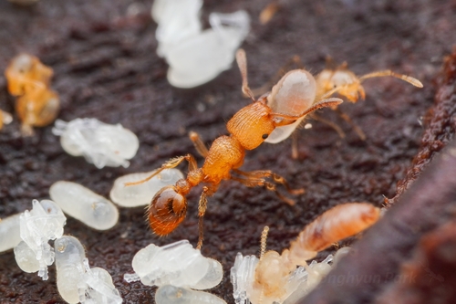 Tetramorium senebTetramorium seneb
