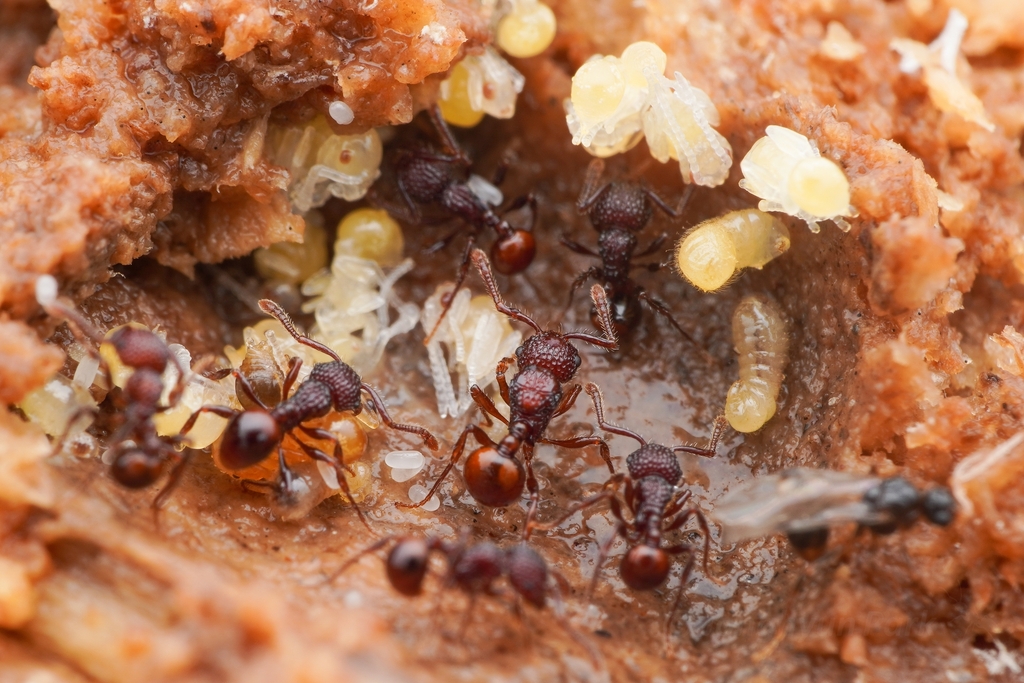 Pristomyrmex brevispinosus