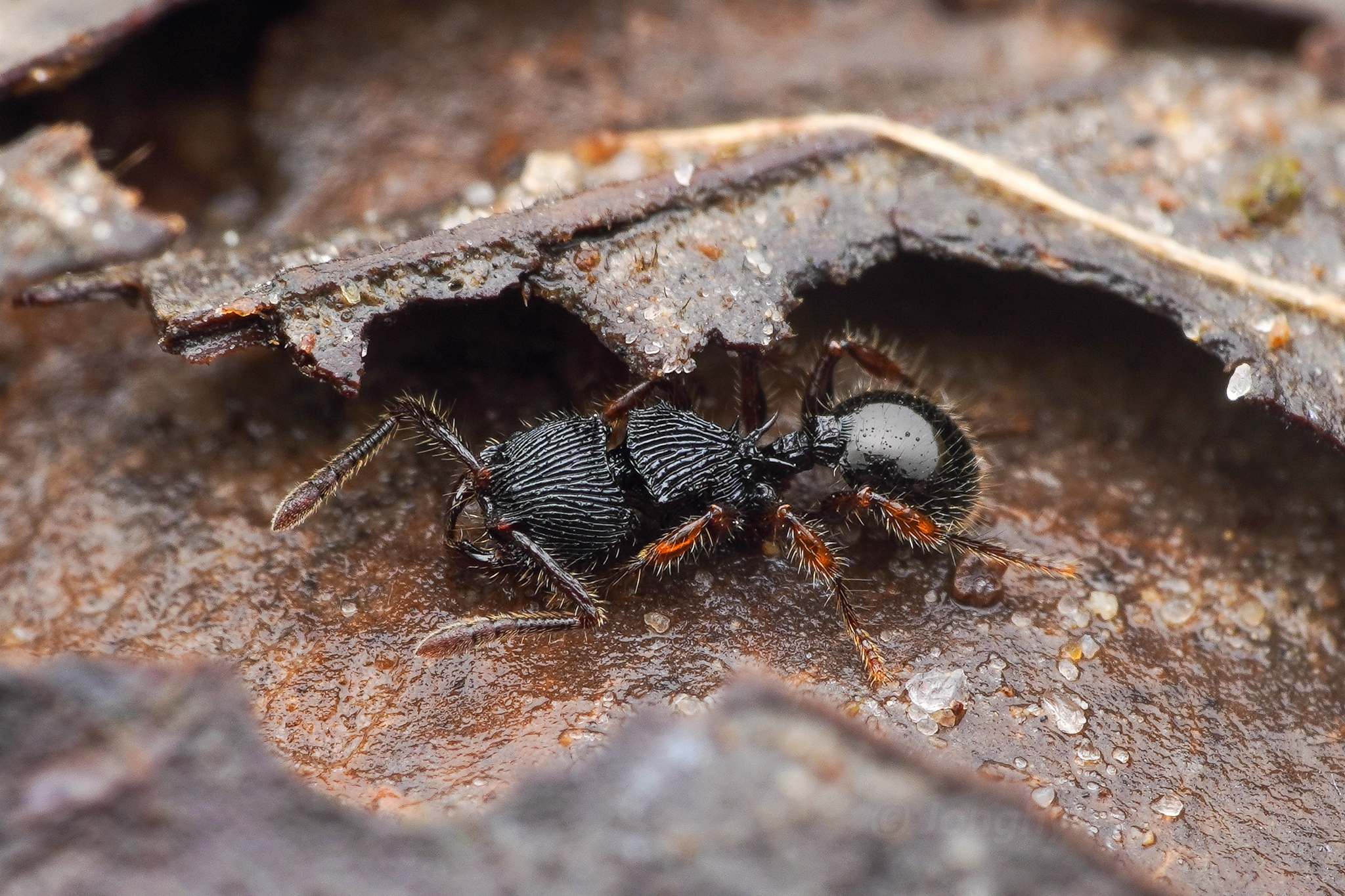 Myrmecina spinosa