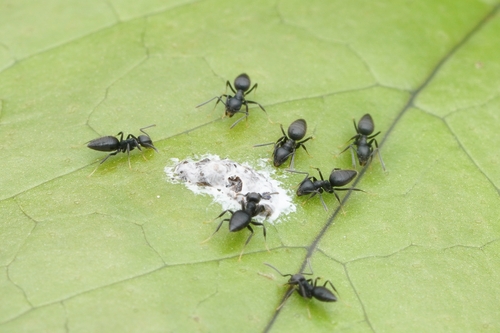 Technomyrmex rotundicepsTechnomyrmex rotundiceps