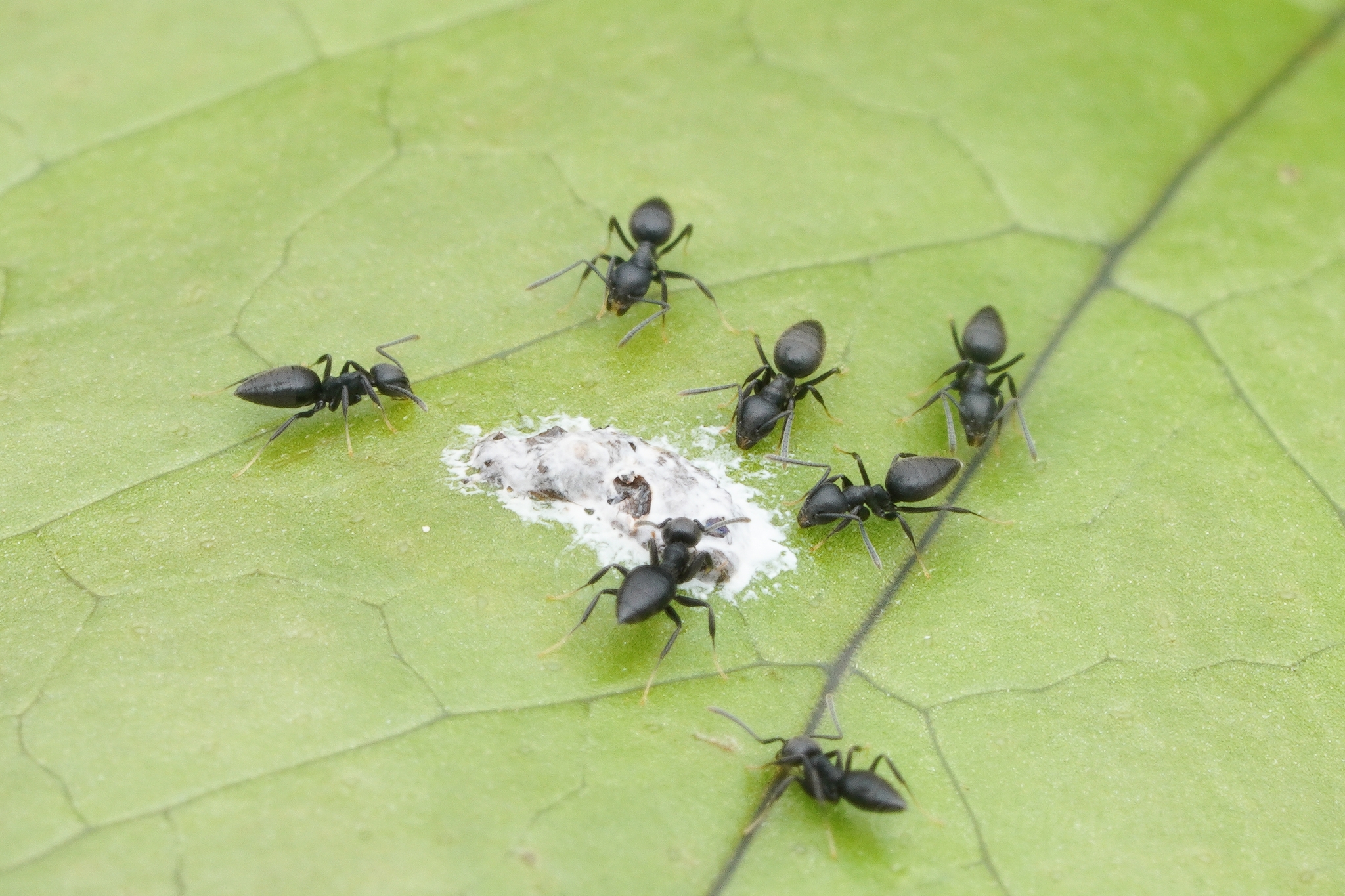 Technomyrmex rotundiceps