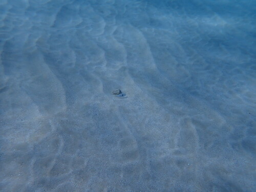 Iniistius, 2025-03-13