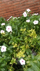 Catharanthus roseus