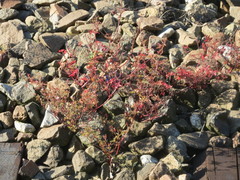 Geranium robertianum