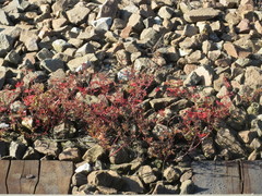 Geranium robertianum