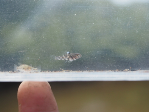 Threespot pygmy goby (Pandaka trimaculata) — Gobiidae