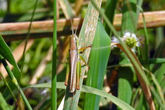 Bermius brachycerus