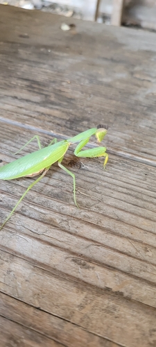 Transcaucasian Giant Mantis