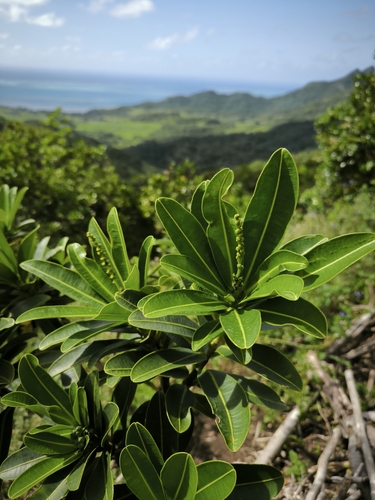 Stillingia lineata observed 2025-03-05
