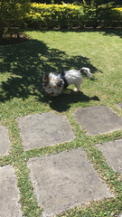 Canis familiaris