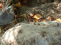 Tarentola mauritanica