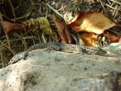 Tarentola mauritanica